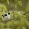 Lejsek belokrky - Ficedula albicollis - Collared Flycatcher 8839